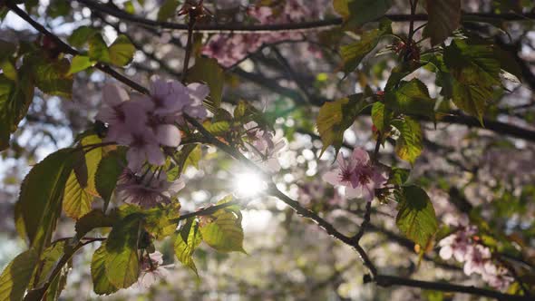 Light Pink Sakura Flowers Bloom on Tree Branch with Leaves