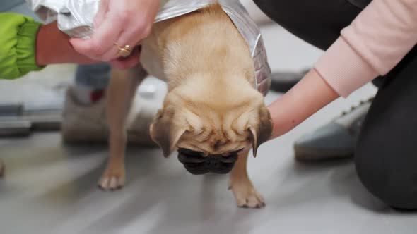 pug dog put on clothes, hands of people, dog costume