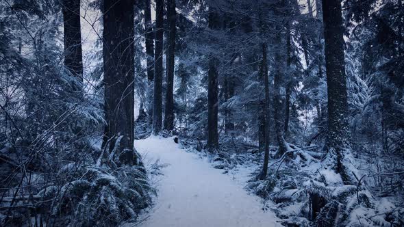 Forest Path In Winter With Snow Falling
