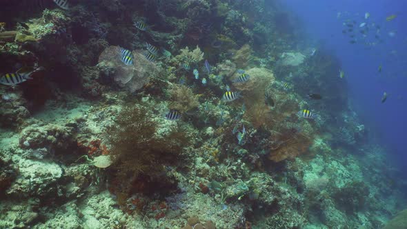 Coral Reef and Tropical Fish. Bali,Indonesia