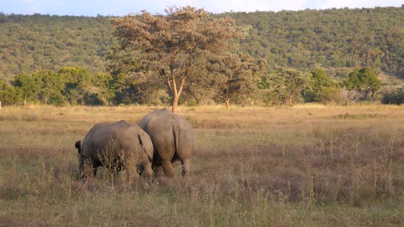 Two white rhinos grazing 