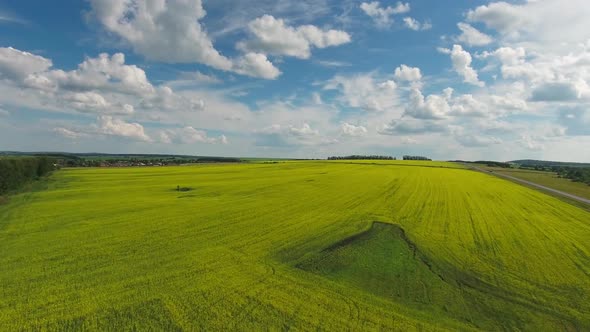 Aerial View on Beautiful Flowering Rapeseed Field