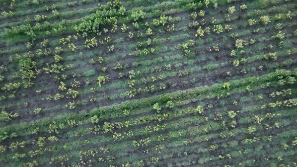 Sunrise Farm Field Texture 4 K Aerial View