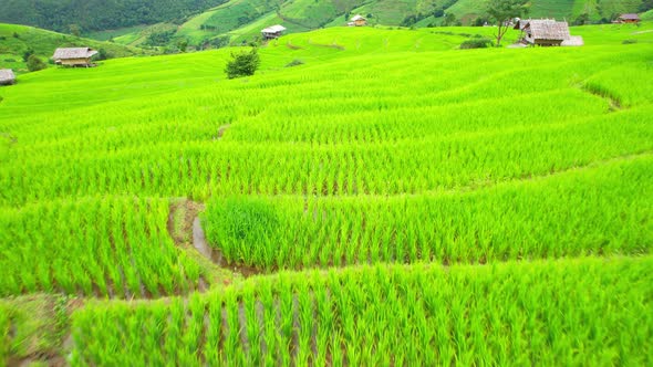 Aerial view of agriculture in rice fields for cultivation