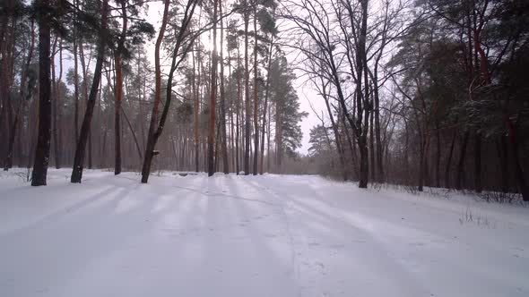 Pine Trees in the Winter Forest