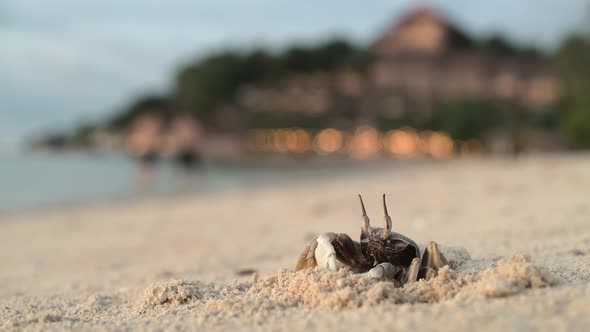 The Crab Stands on a Sandy Beach Near Its Burrow