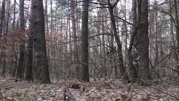 Trees in a Pine Forest During the Day Aerial View