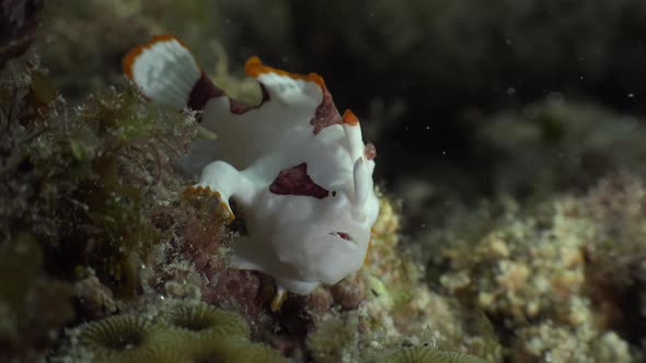 Clown Frogfish ( Antennarius maculatus) on coral reef at night