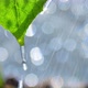 Drops Flow From A Green Leaf - VideoHive Item for Sale