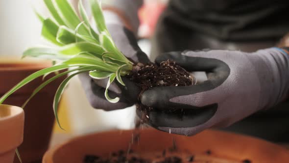 Man Planting Flowers in a Pot