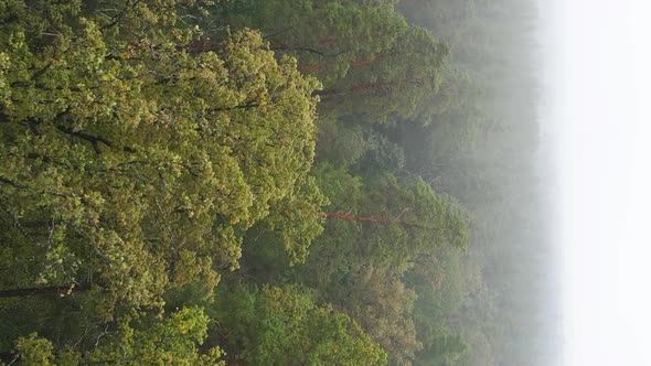 Vertical Video Fog in the Forest Aerial View