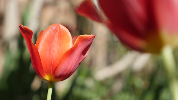 Lily Didier tulip  plant bulb shallow DOF 4K 2160 30fps UltraHD footage - Close-up of flower Tulipa 