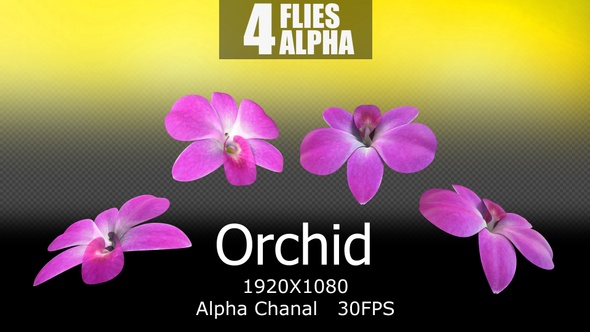 Orchid