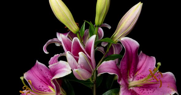 Time Lapse of Blooming Beautiful Pink Lilies on Black Background Video 