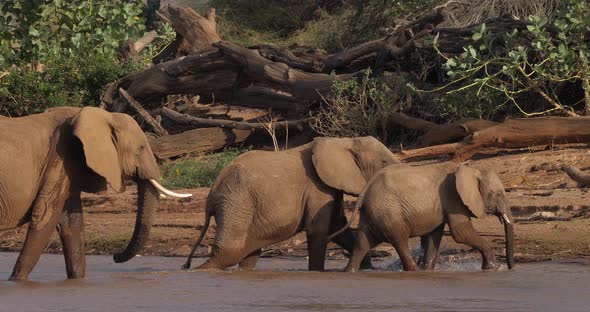 African Elephant, loxodonta africana, Group crossing River, Samburu Park in Kenya, Real Time 4K