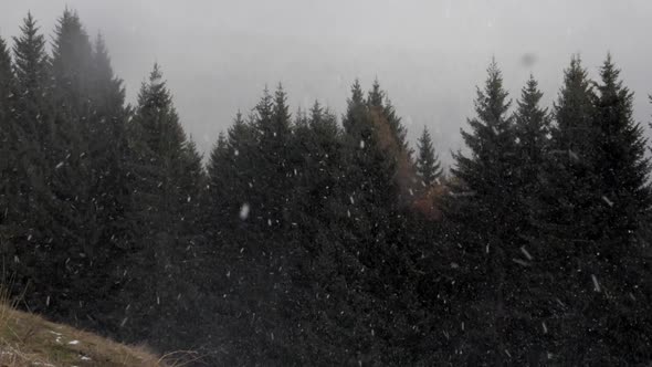 Snow falling in a forest of trees in the mountains in winter.