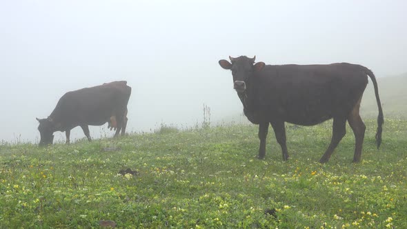 Cows Pee While Grazing in Pasture Under Fog and Drizzle in Mountain