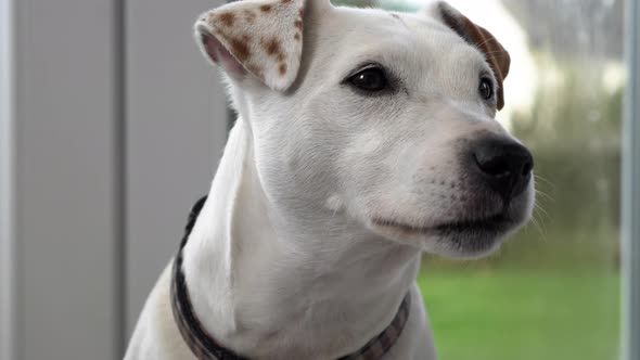 LOCKED OFF Jack Russell Cross waiting to be called from in the patio area