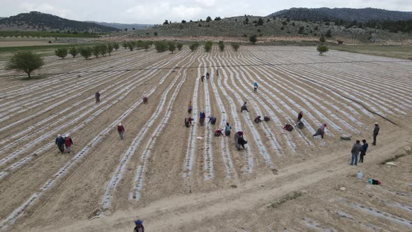 Arial Tomato Field Workers