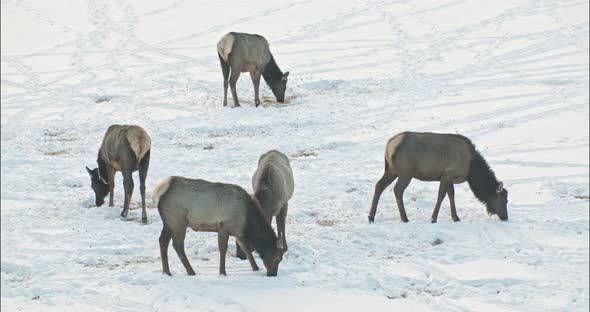 A herd of Elk grazing on a field in the winter.