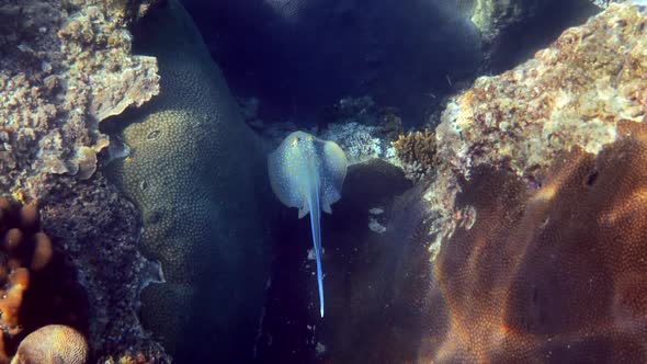 Bluespotted Stingray Swimming in Deep Blue Ocean