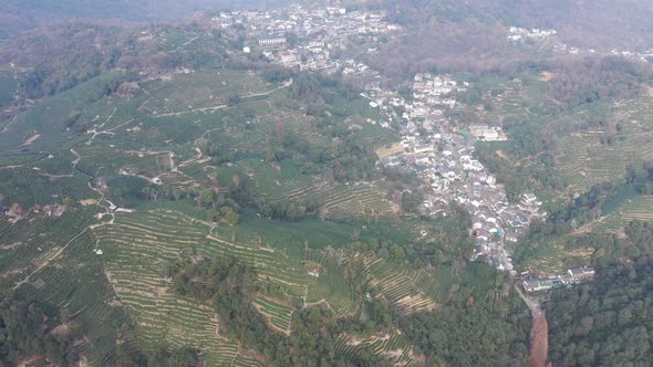 Tea plantation in mountain