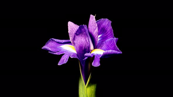 Purple Iris Flower Opening Bud in Time Lapse on a Black Background. Tender Flower Wilt 