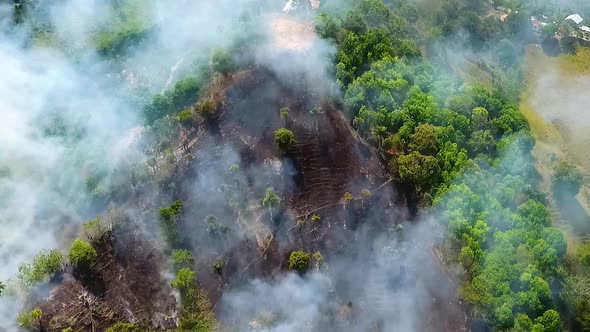 Aerial view of Jungle Deforestation, wildfire burning and smoking, in the rainforest of Sumatra, sun