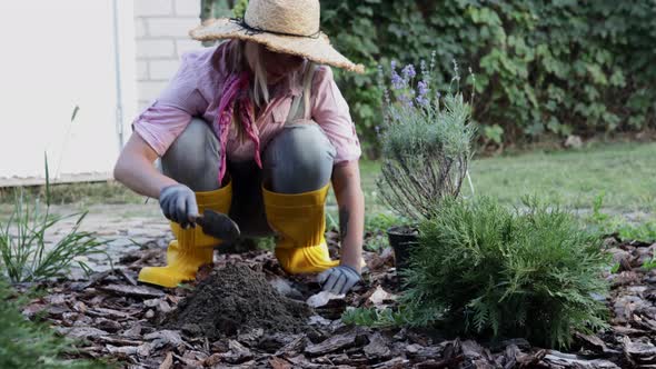 A Young Woman is Planting a Lavender Bush in the Soil