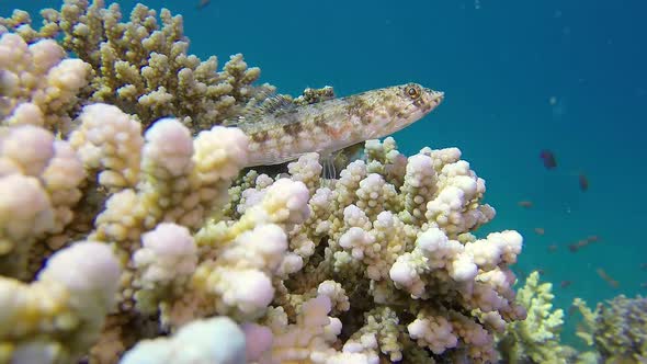 Lizardfish and Colorful Coral