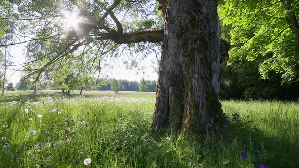 Tree In Meadow