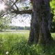 Tree In Meadow - VideoHive Item for Sale