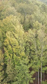 Aerial View of Trees in the Forest