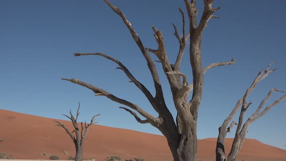 Must-See Places in the World. Namibia. Dead trees of the Namib Desert.