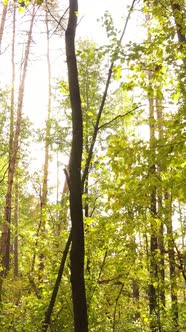 Vertical Video of Trees in the Forest in Autumn