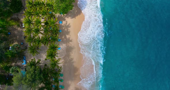 Aerial view drone shot view of Coconut palm trees Top-down view. Green palm tree on beach and sea, S