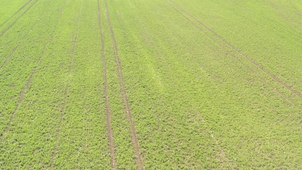 Descending on tracks of tractor in the crop of green beans 4K drone footage