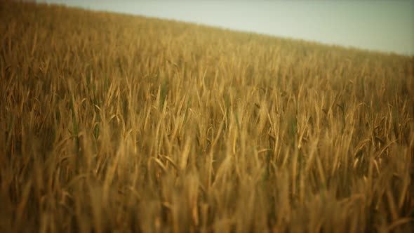 Dark Stormy Clouds Over Wheat Field