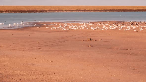 migratory waterbirds Wadden Sea Strieper Kwelder high tide refuge ZOOM IN