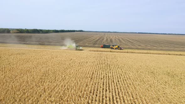 Different Combine Machines Harvesting Corn In The Field 12