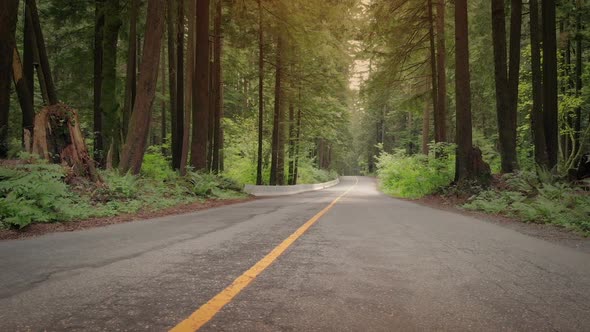 Moving Across Forest Road At Sunset