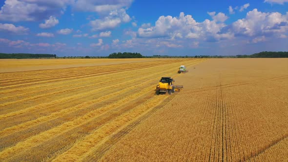 Combine harvester agricultural machine. Drone view of harvester gathering wheat crop in farmland