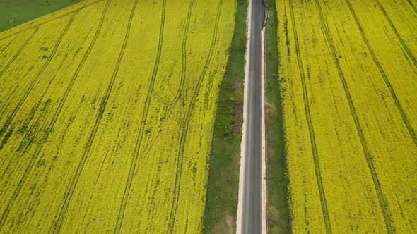 Rapeseed field with road through it