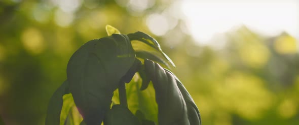 Close up of small basil plant in a pot against sunlit background.