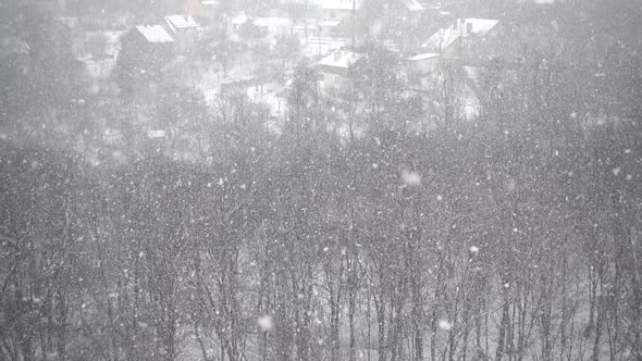 Falling snowflakes of snow against the background of trees in winter. Slow motion.