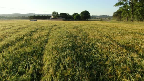 Wheat Field in Spring at Sunrise