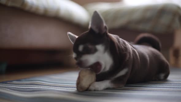 Chihuahua, chewing on a bone