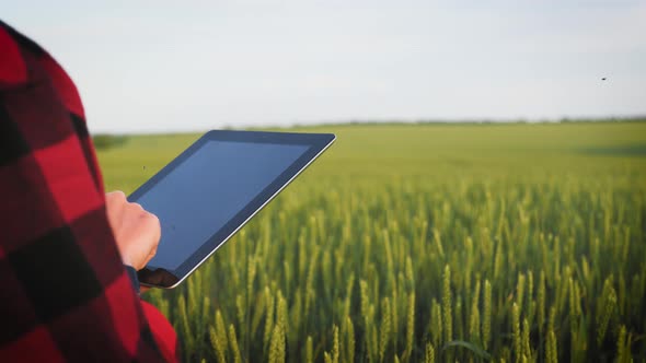 The Girl Uses a Tablet, Plans To Harvest. Tapping the Tablet Screen. The Concept of Technology in