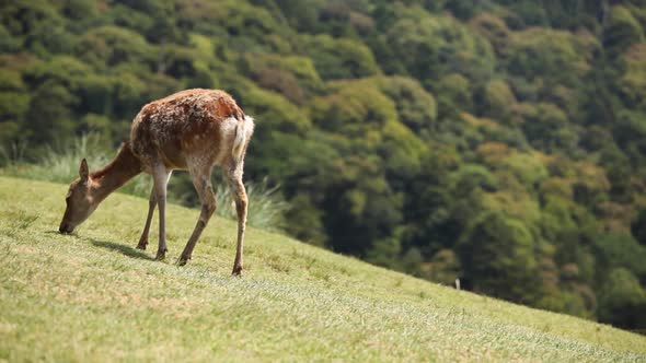 Wildlife Deer in Nara Japan