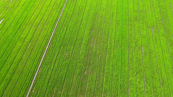 Aerial view of agriculture in rice fields for cultivation. Natural texture